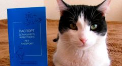 Документы на кошку – необходимый перечень на все случаи жизни