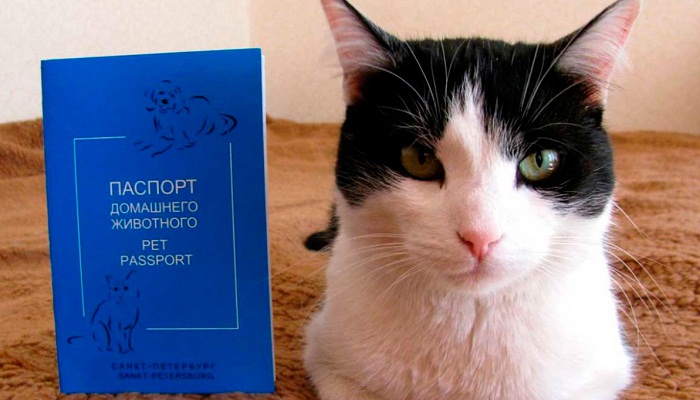 Документы кошке